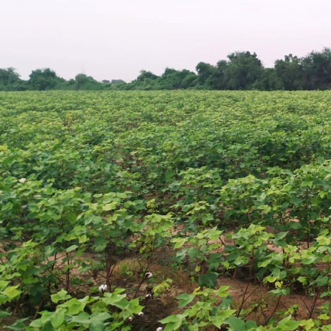 Regenerative Agriculture / Indigenous Intelligence