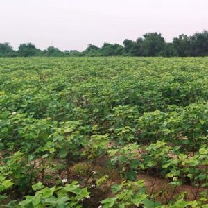 Regenerative Agriculture / Indigenous Intelligence